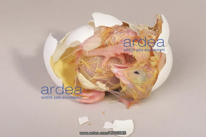 : Hatching Chicken: 18 of 22 : Hatching Chicken: 18 of 22