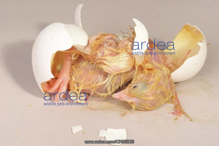 : Hatching Chicken: 19 of 22 : Hatching Chicken: 19 of 22