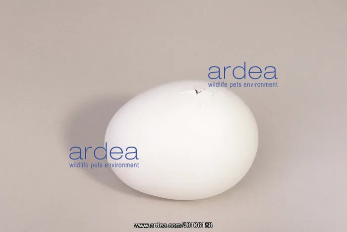 : Hatching Chicken: 2 of 22 : Hatching Chicken: 2 of 22