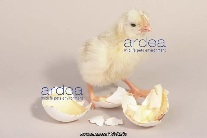  : Hatching Chicken: 20 of 22