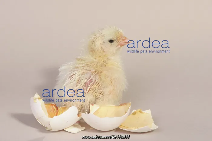 : Hatching Chicken: 21 of 22 : Hatching Chicken: 21 of 22