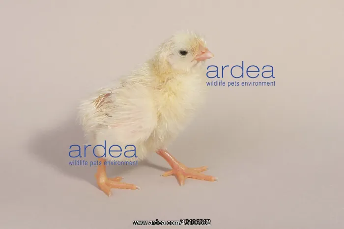 : Hatching Chicken: 22 of 22 : Hatching Chicken: 22 of 22