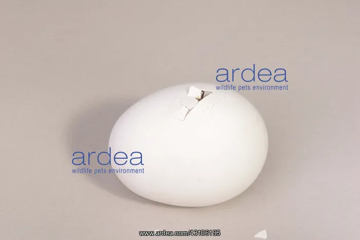 : Hatching Chicken: 3 of 22 : Hatching Chicken: 3 of 22