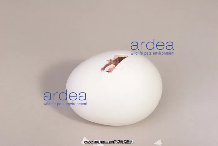 : Hatching Chicken: 4 of 22 : Hatching Chicken: 4 of 22