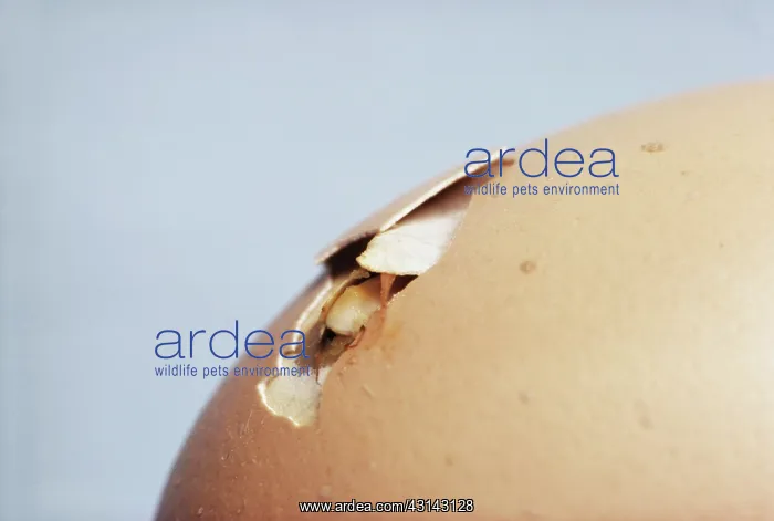 : Hatching Chicken : Hatching Chicken