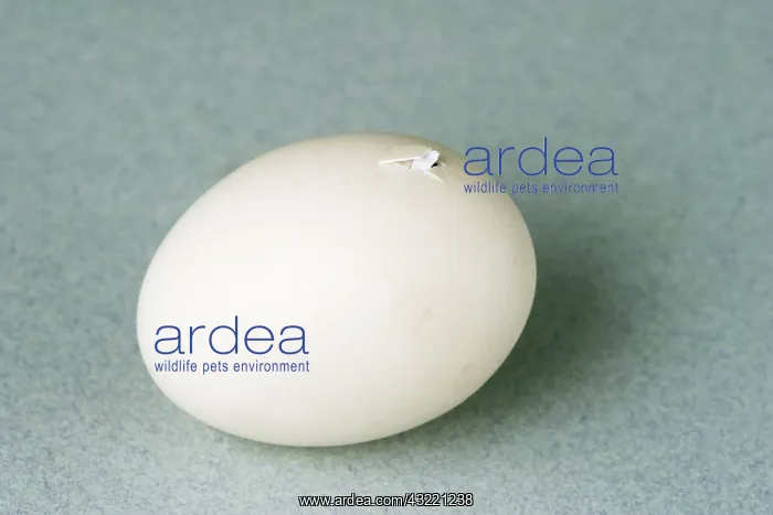 : Hatching Chicken : Hatching Chicken