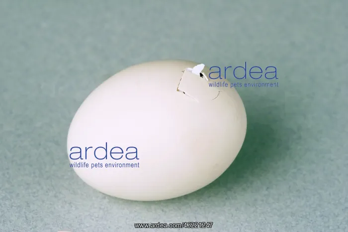 : Hatching Chicken : Hatching Chicken