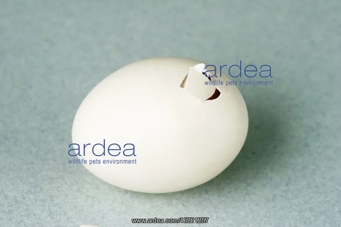 : Hatching Chicken : Hatching Chicken