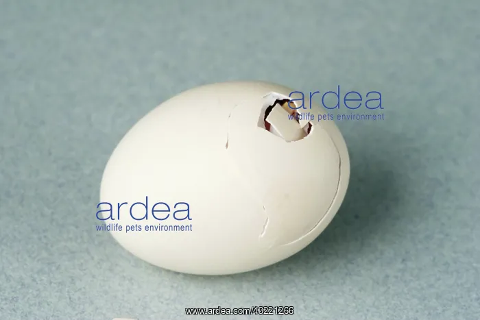 : Hatching Chicken : Hatching Chicken