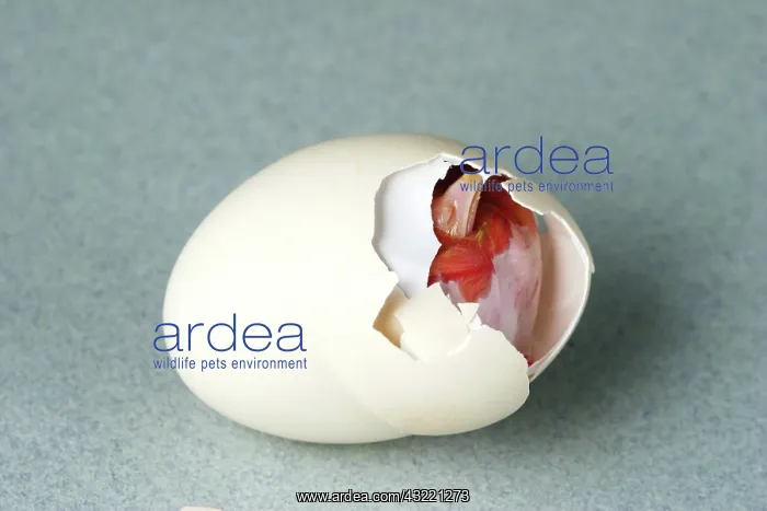 : Hatching Chicken : Hatching Chicken