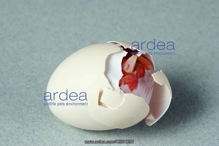 : Hatching Chicken : Hatching Chicken