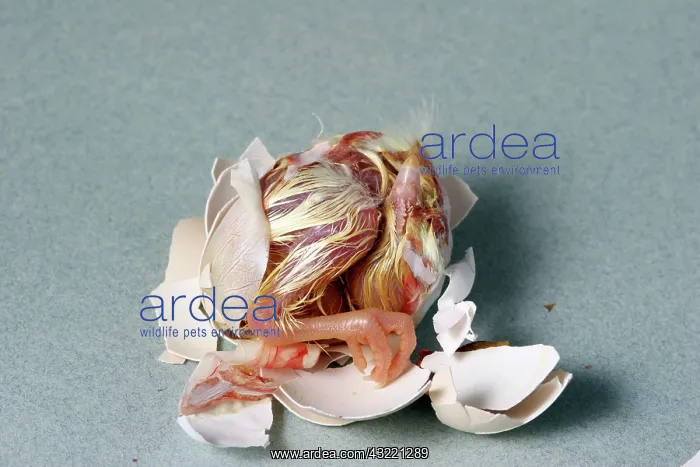 : Hatching Chicken : Hatching Chicken