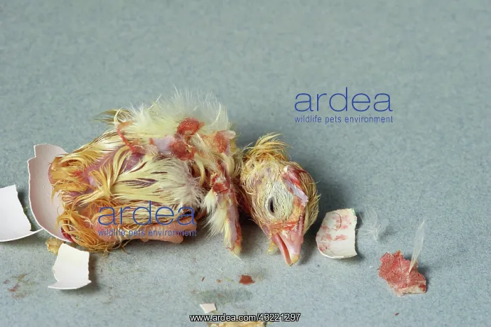 : Hatching Chicken : Hatching Chicken