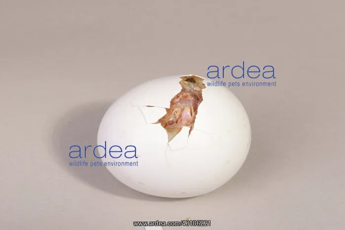 : Hatching Chicken: 6 of 22 : Hatching Chicken: 6 of 22