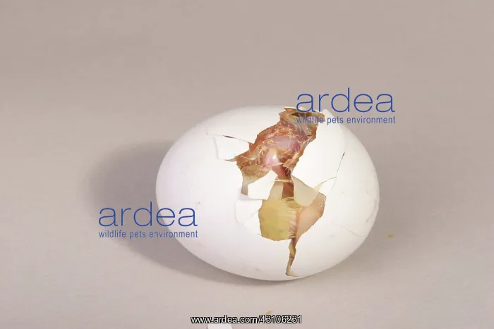 : Hatching Chicken: 7 of 22 : Hatching Chicken: 7 of 22