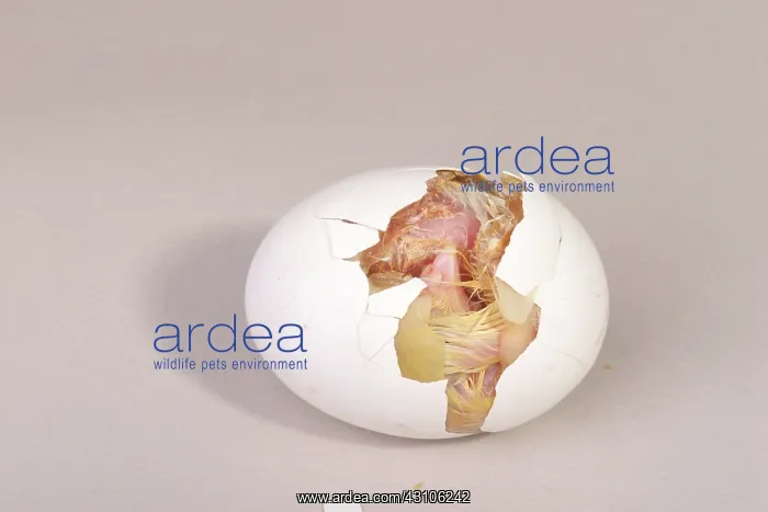 : Hatching Chicken: 8 of 22 : Hatching Chicken: 8 of 22