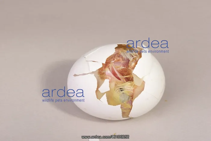 : Hatching Chicken: 9 of 22 : Hatching Chicken: 9 of 22
