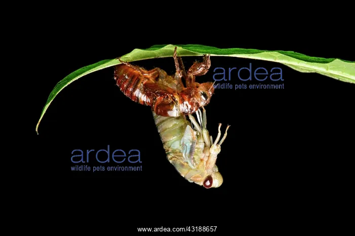 : Hatching of a cicada (Cicadidae), Amazon rainforest : Hatching of a cicada (Cicadidae), Amazon rainforest