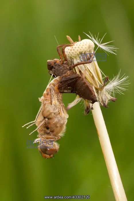 : Hatching Downy Emerald (Cordulia aenea), the Ne : Hatching Downy Emerald (Cordulia aenea), the Ne