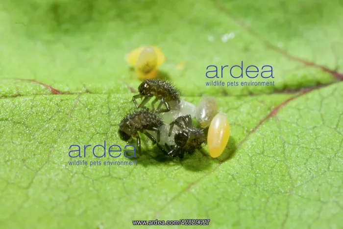 : Hatching Harlequin Ladybird larvae