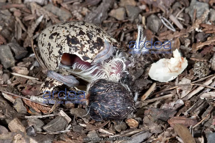 : Hatching Killdeer Chick : Hatching Killdeer Chick