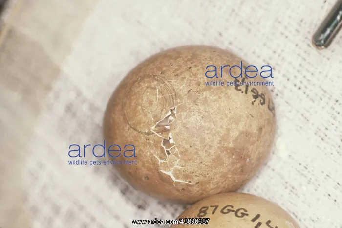 : Hatching Peregrine Eggs : Hatching Peregrine Eggs