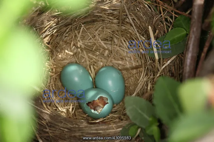 : Hatching Robin Nestlings : Hatching Robin Nestlings