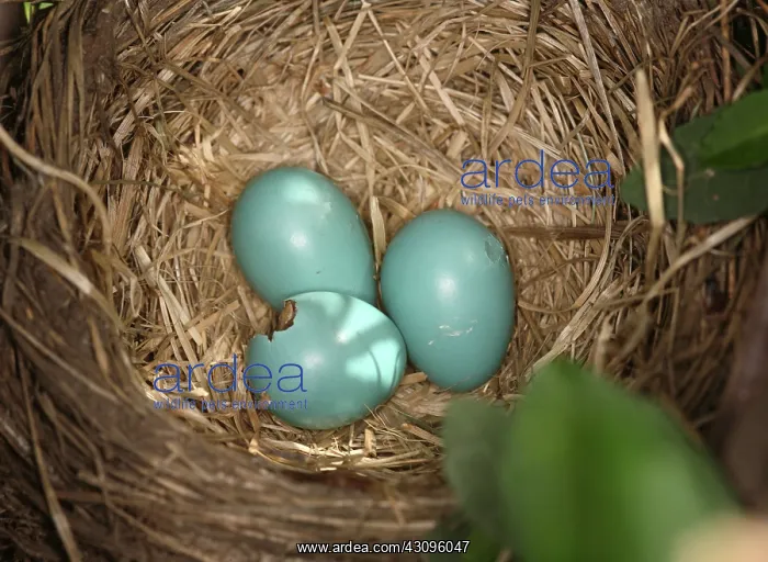 : Hatching Robin Nestlings : Hatching Robin Nestlings