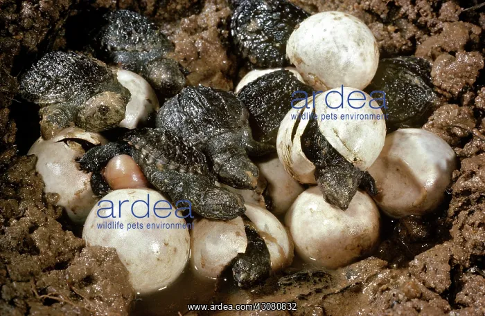 : Hatching Snapping Turtles : Hatching Snapping Turtles