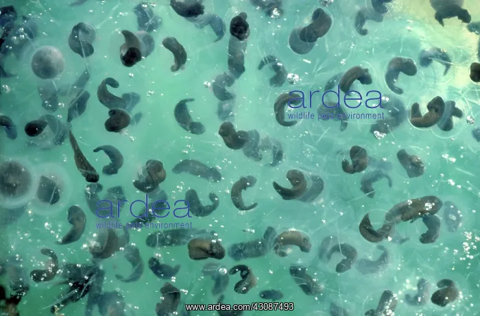 : Hatching wood frog eggs : Hatching wood frog eggs
