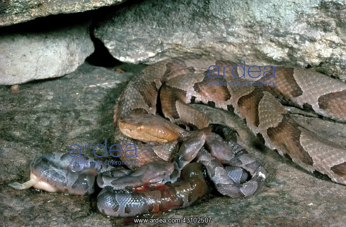  : Hatchling Copperheads with Mother