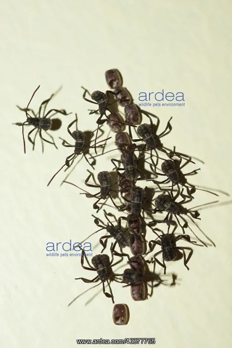 : Hatchling Leaf-footed Bugs : Hatchling Leaf-footed Bugs