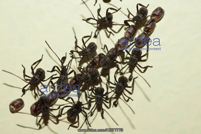 : Hatchling Leaf-footed Bugs : Hatchling Leaf-footed Bugs