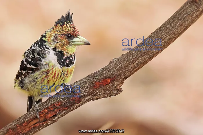 : Hauben-Bartvogel, Schwarzr : Hauben-Bartvogel, Schwarzr
