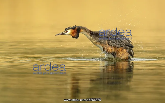 : Haubentaucher (Podiceps cristatus) : Haubentaucher (Podiceps cristatus)