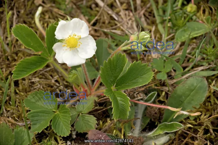 : Hautbois strawberry : Hautbois strawberry