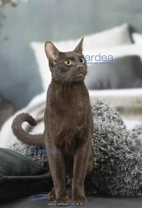  : Havana Brown cat indoors