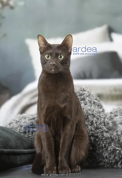  : Havana Brown cat indoors