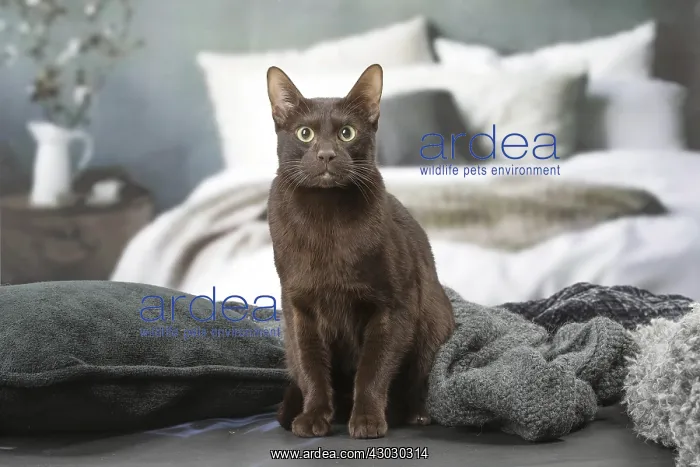  : Havana Brown cat indoors
