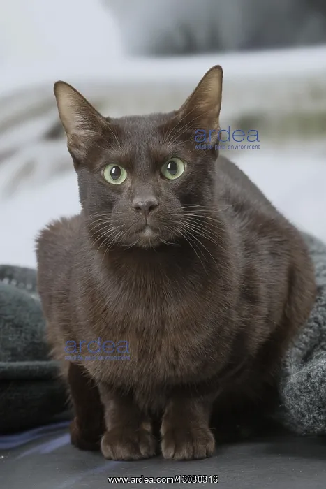  : Havana Brown cat indoors