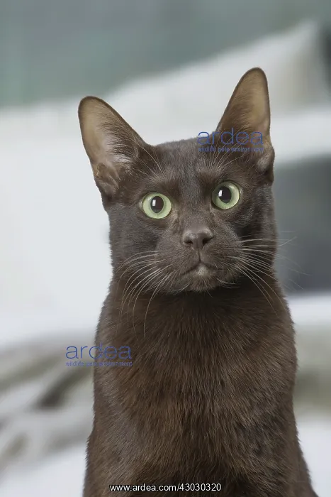  : Havana Brown cat indoors