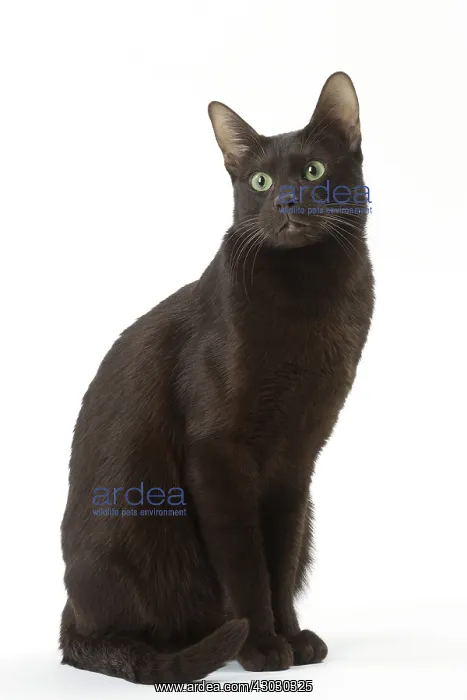  : Havana Brown cat in the studio