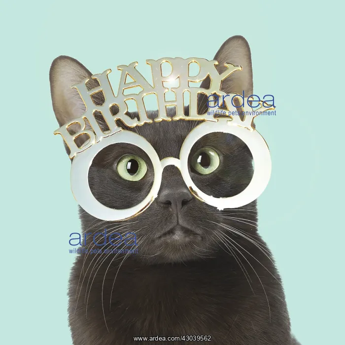 : Havana Brown cat wearing happy birthday glasses : Havana Brown cat wearing happy birthday glasses