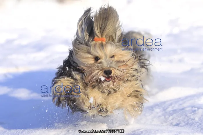 : Havanese, Bichon Havanais, Bichon Habanero, hair bow, hair : Havanese, Bichon Havanais, Bichon Habanero, hair bow, hair