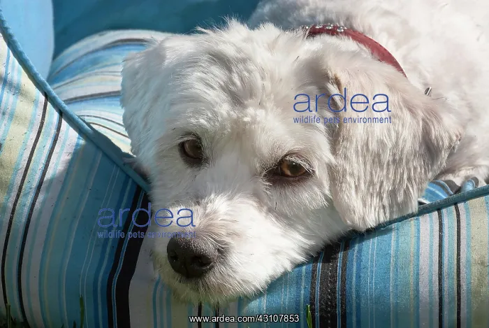 : Havanese dog portrait, North Rhine-Westphalia, Germany : Havanese dog portrait, North Rhine-Westphalia, Germany
