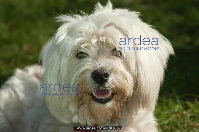 : Havanese dog portrait, North Rhine-Westphalia, Germany : Havanese dog portrait, North Rhine-Westphalia, Germany