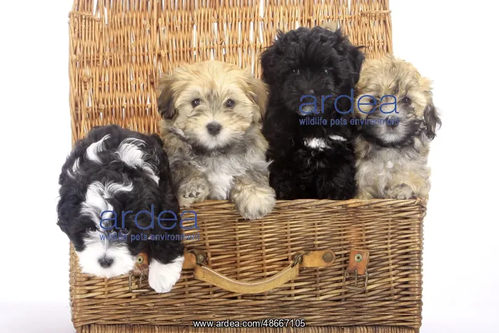  : Havanese, puppies, 7 weeks, in basket, Bichon Havanais