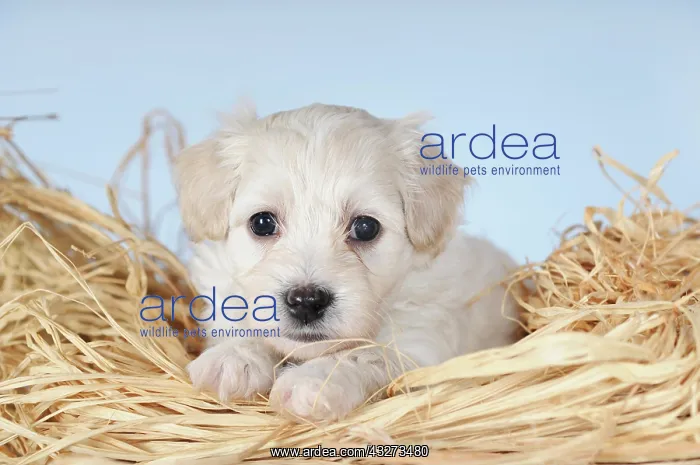 : Havanese, puppy, 6 weeks, lying on straw, studio : Havanese, puppy, 6 weeks, lying on straw, studio