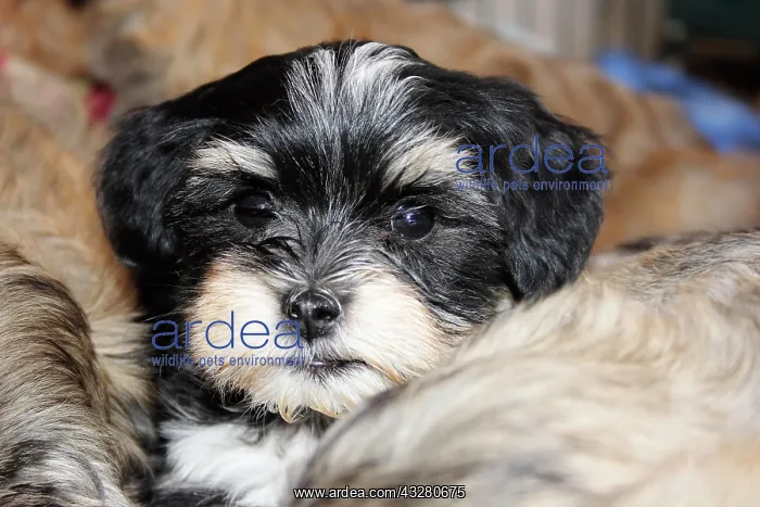 : Havanese puppy, about 8 to 9 weeks old : Havanese puppy, about 8 to 9 weeks old