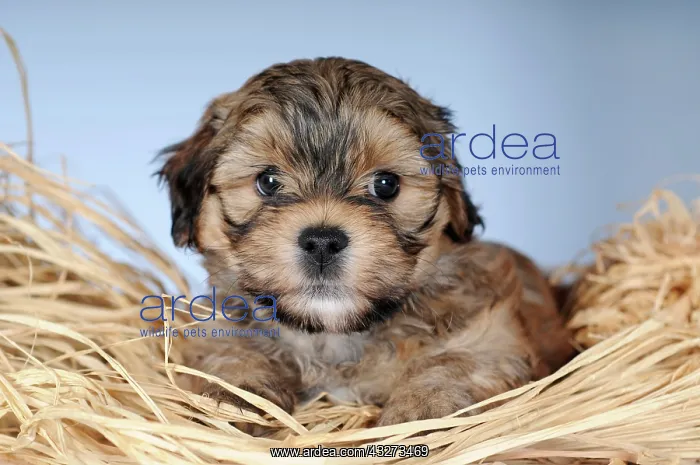 : Havanese, puppy 8 weeks, on straw, portrait, studio : Havanese, puppy 8 weeks, on straw, portrait, studio